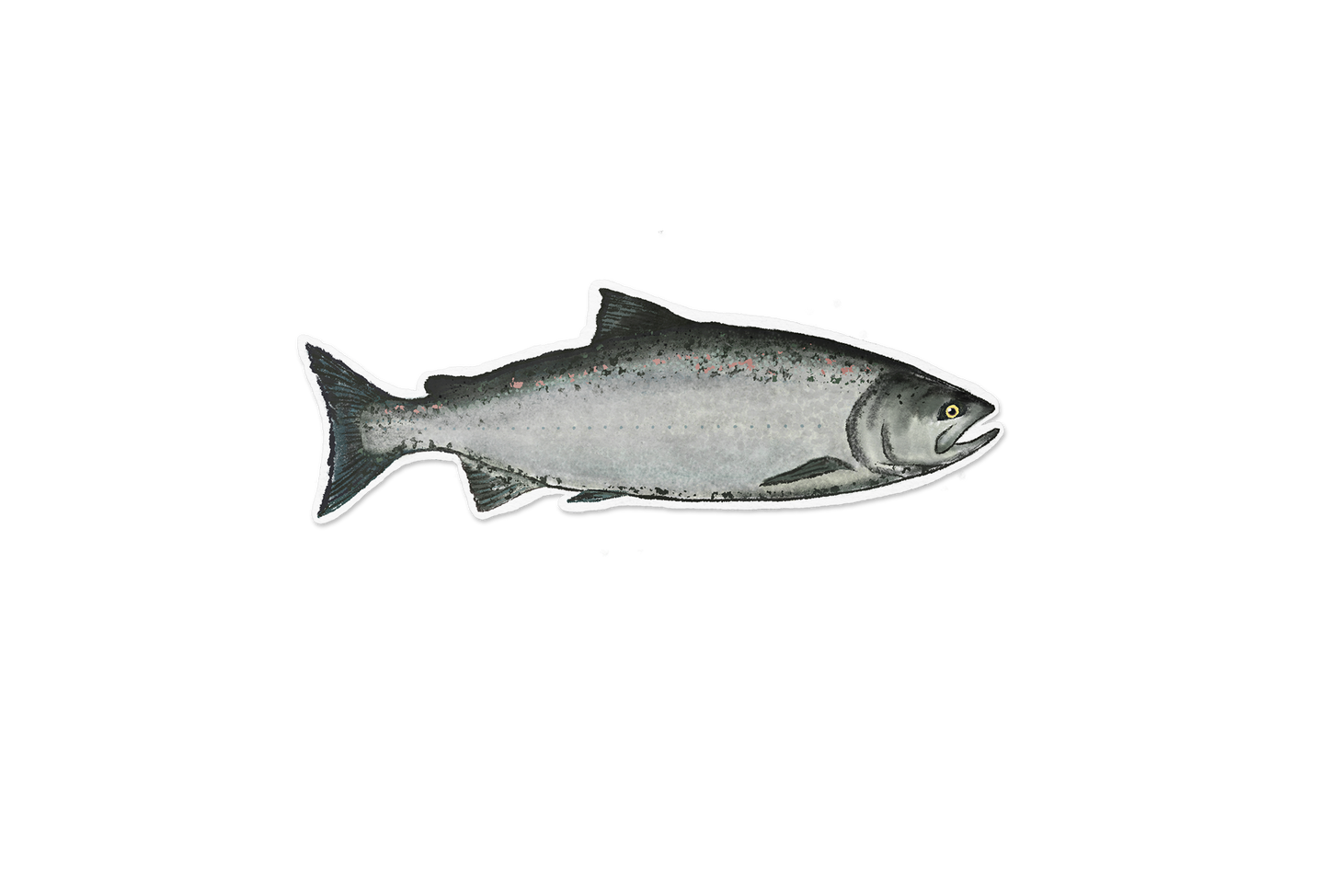 Chinook Salmon