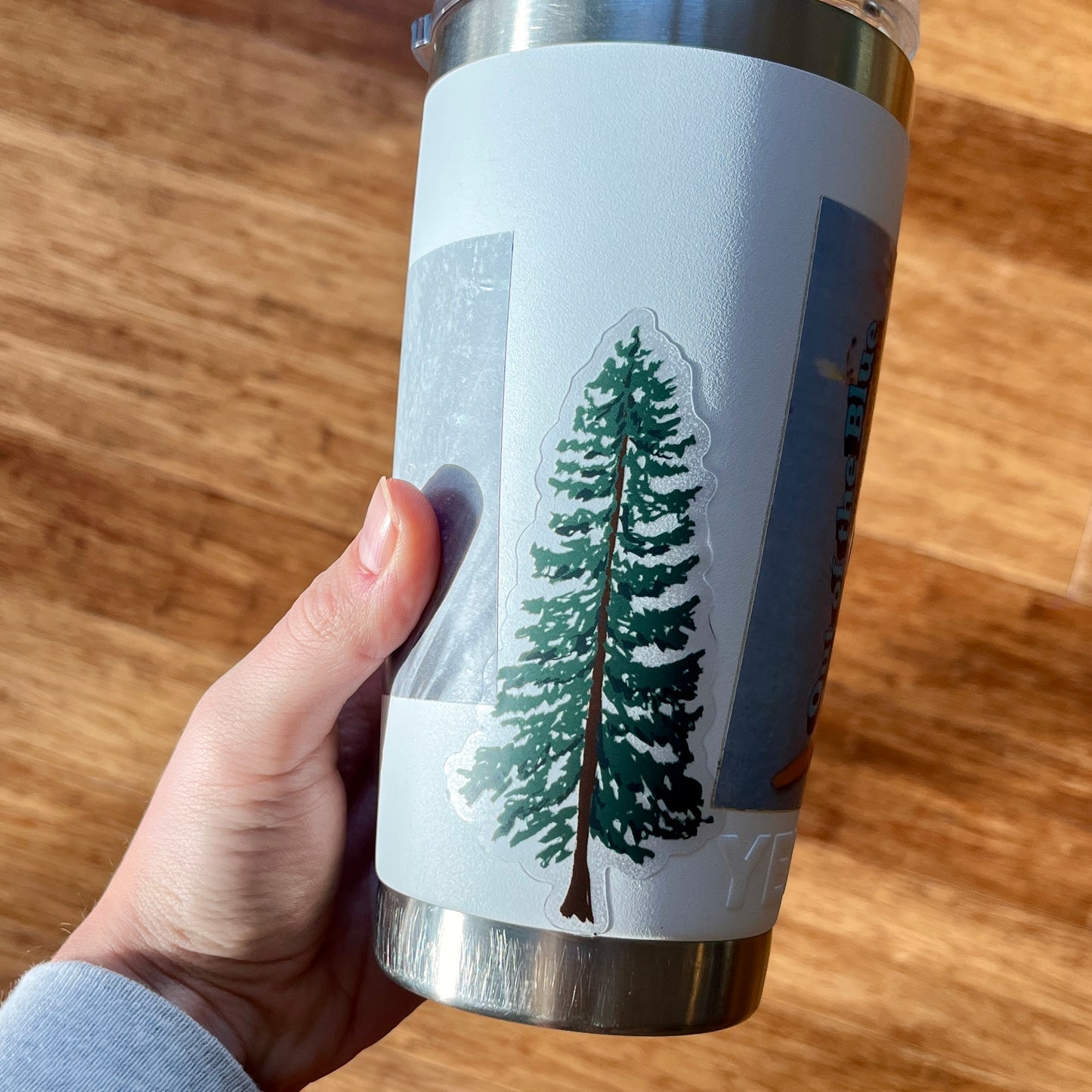 Lodgepole Pine Tree (Transparent)