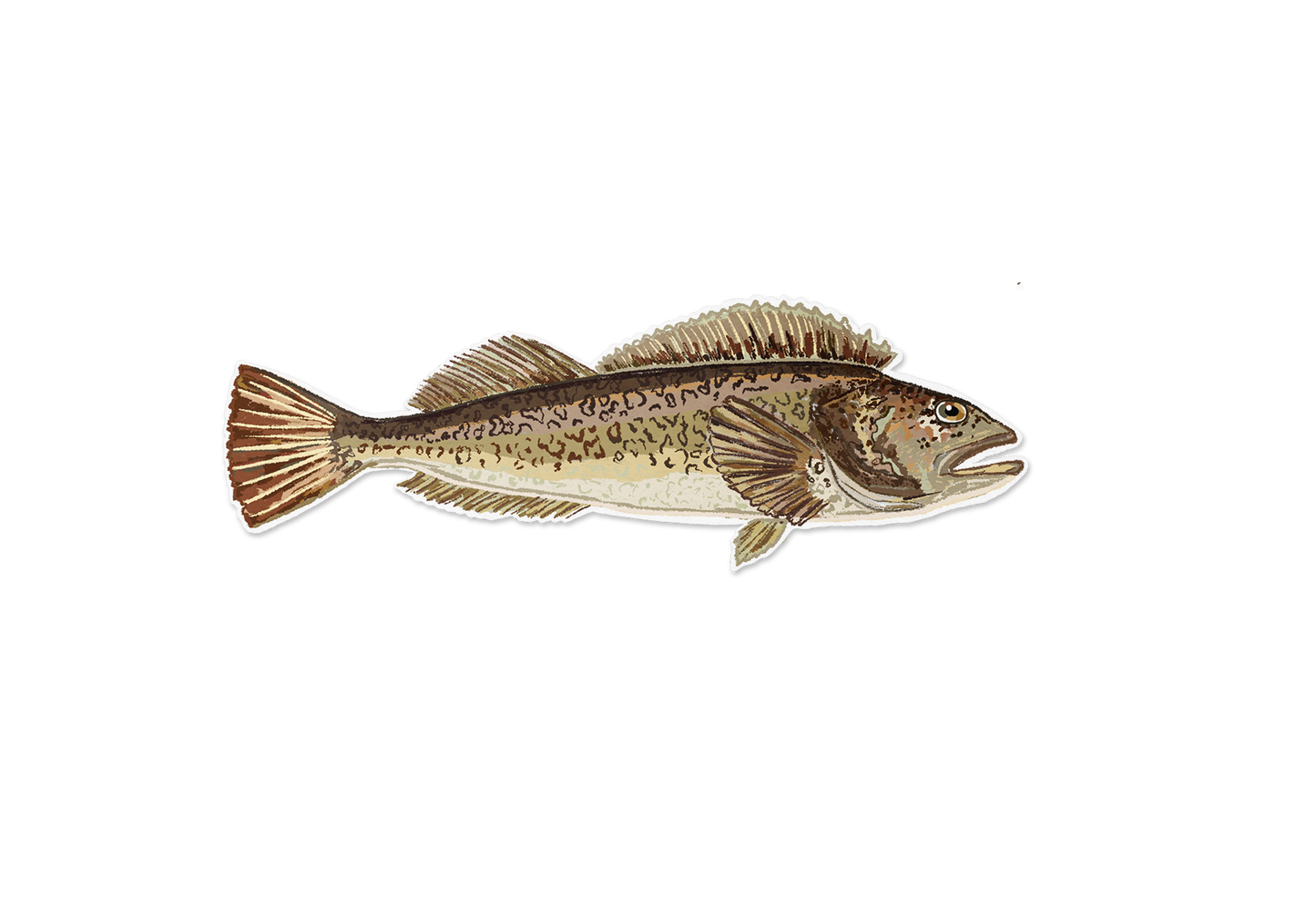 Lingcod Fish