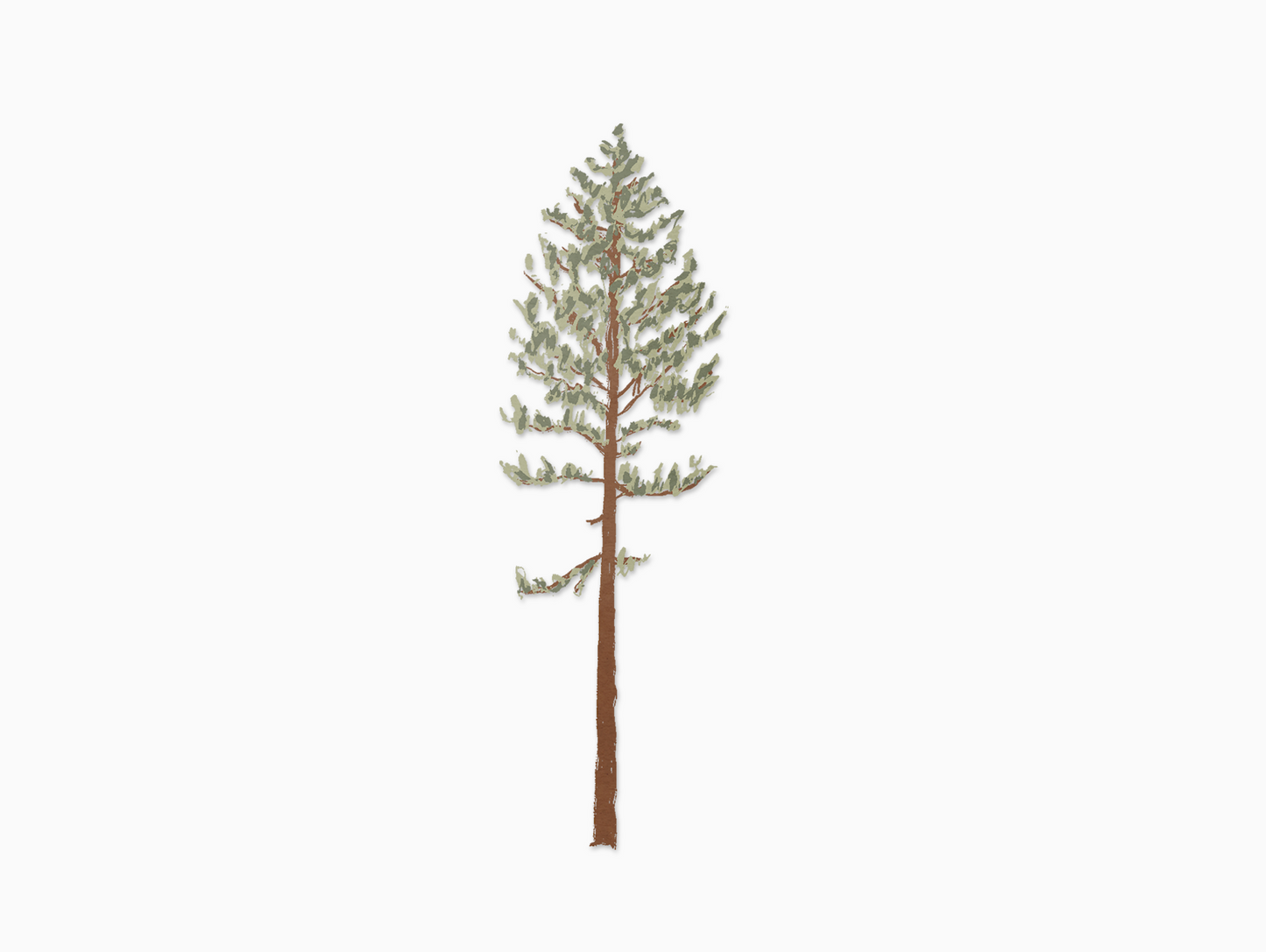 Lodgepole Pine Tree (Transparent)