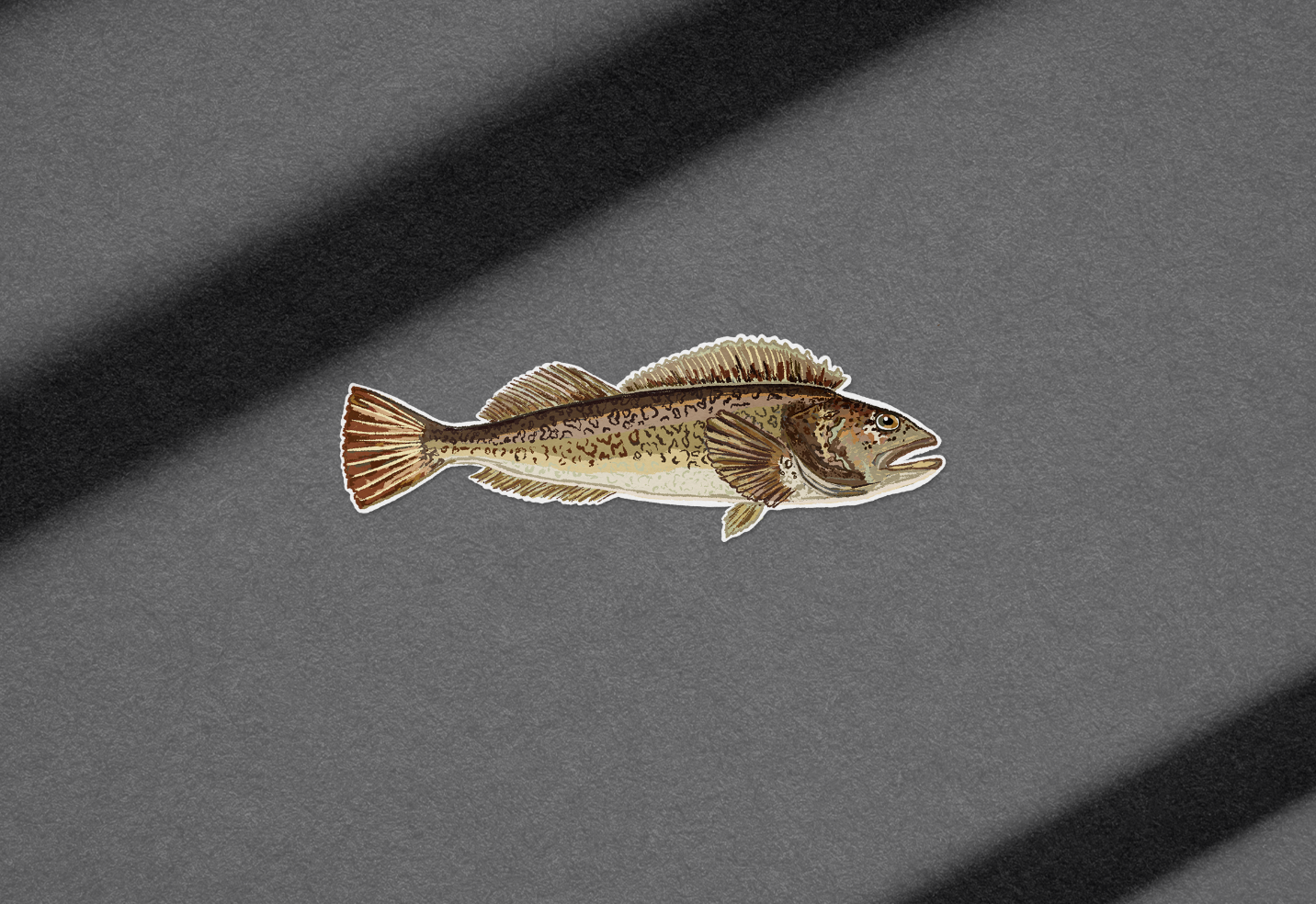 Lingcod Fish
