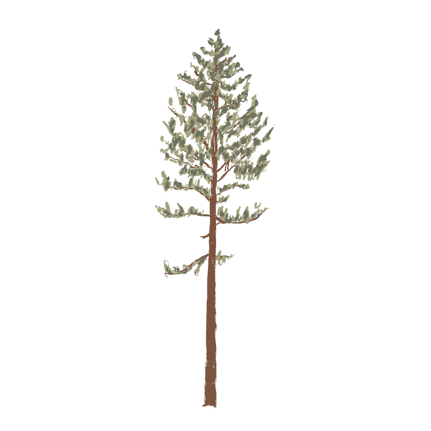 Lodgepole Pine Tree (Transparent)
