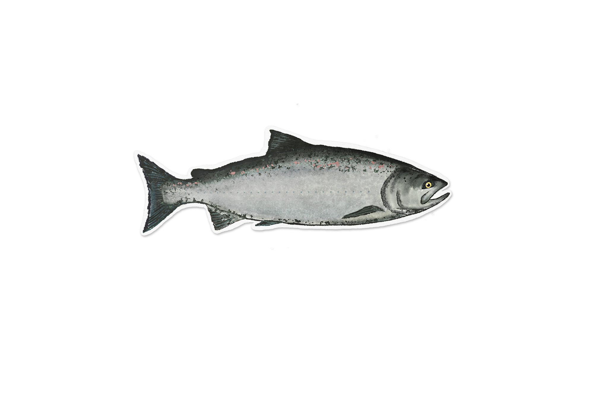 Chinook Salmon Wavy Baby Design chinook-salmon-wavy-baby-design