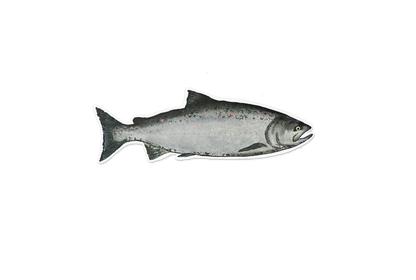 Chinook Salmon