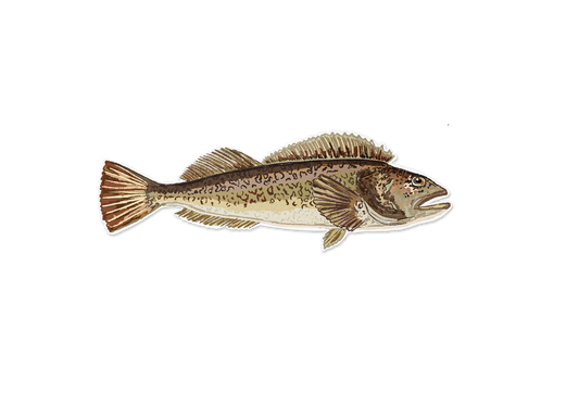 Lingcod Fish