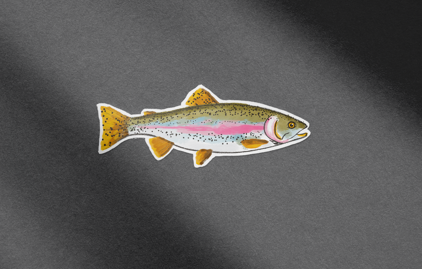 Rainbow Trout