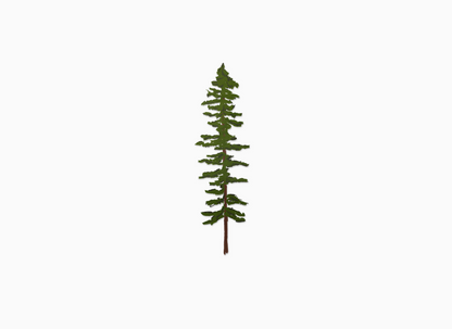 Sitka Tree (Transparent)