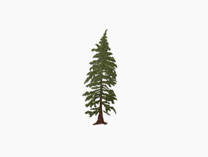 Hemlock Tree (Transparent)