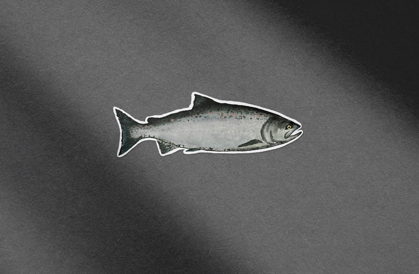 Chinook Salmon