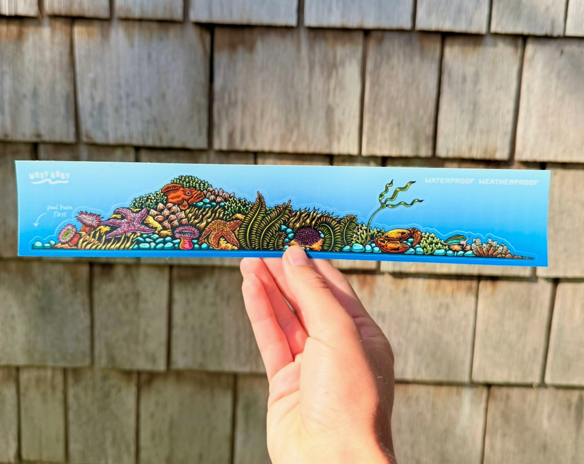 Tidepool Landscape Sticker (11” x 2”)