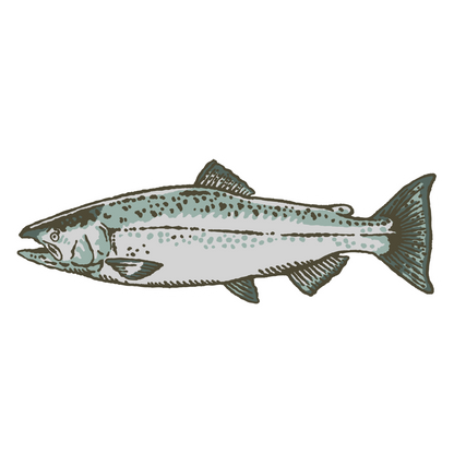 Retro Chinook Salmon