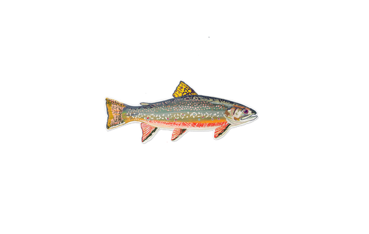 Brook Trout