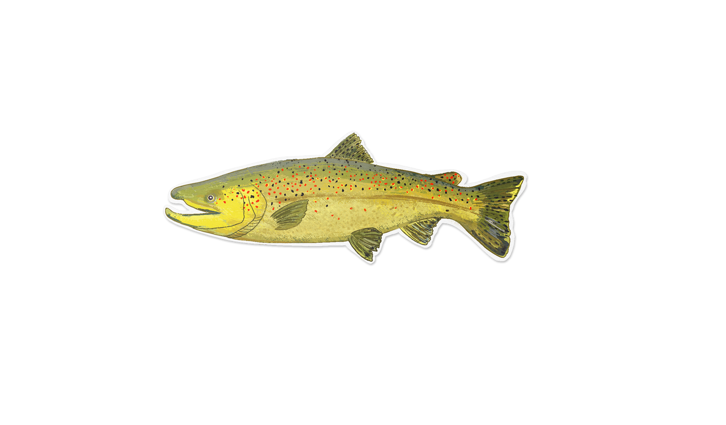 Brown Trout