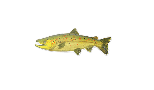 Brown Trout