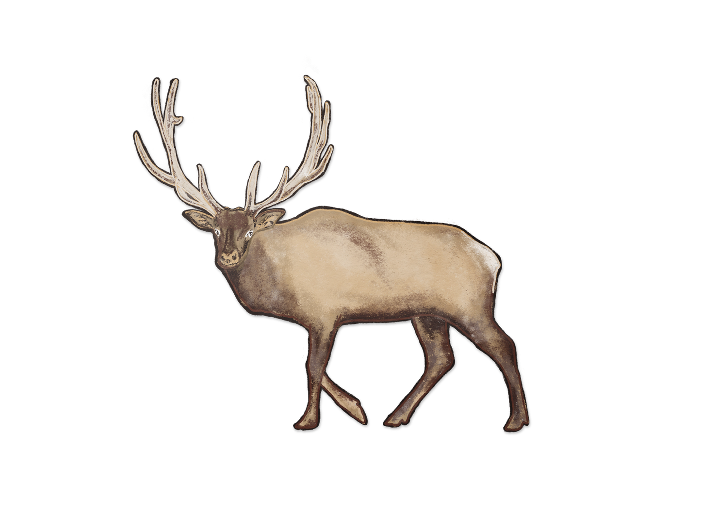 Elk