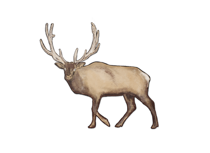 Elk