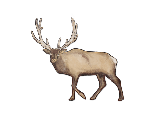 Elk