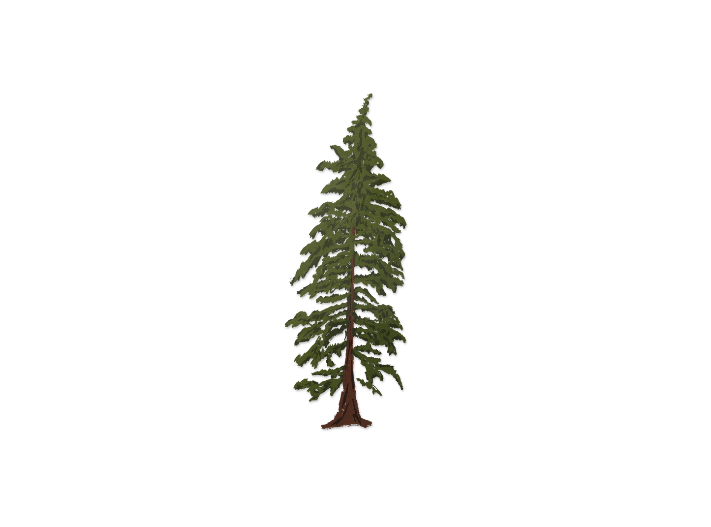 Hemlock Tree (Transparent)