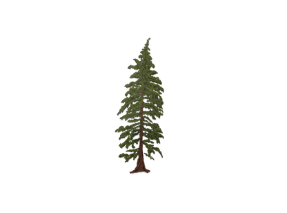 Hemlock Tree (Transparent)