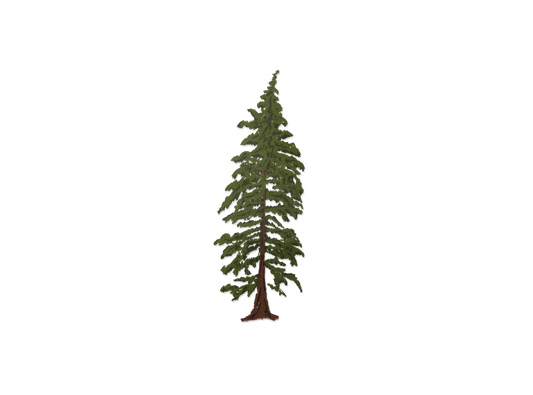 Hemlock Tree (Transparent)