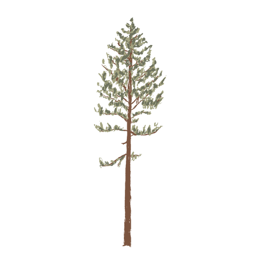 Lodgepole Pine Tree (Transparent)