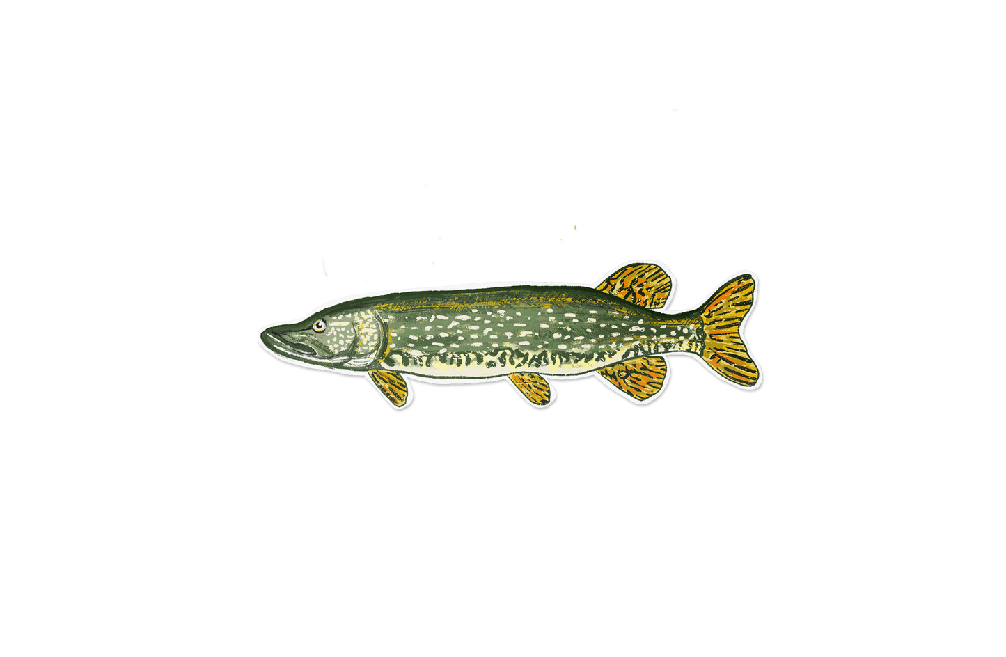 Northern Pike