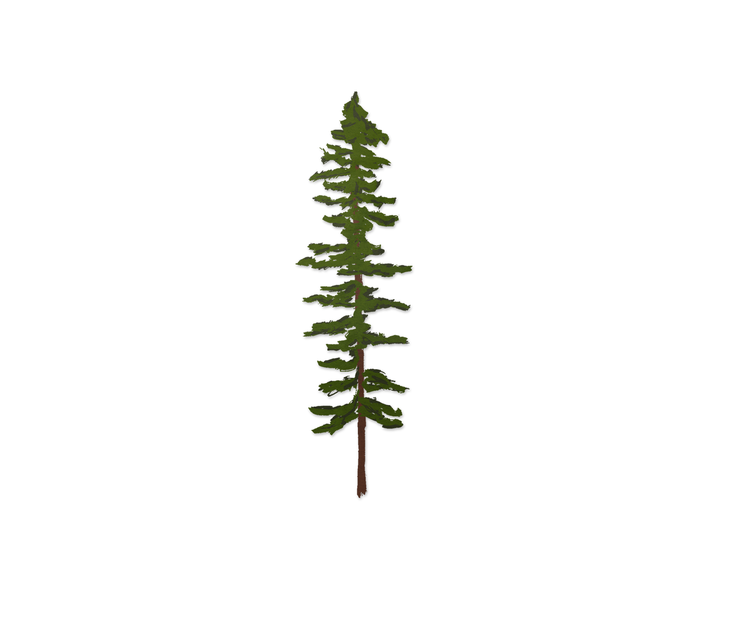 Sitka Tree (Transparent)