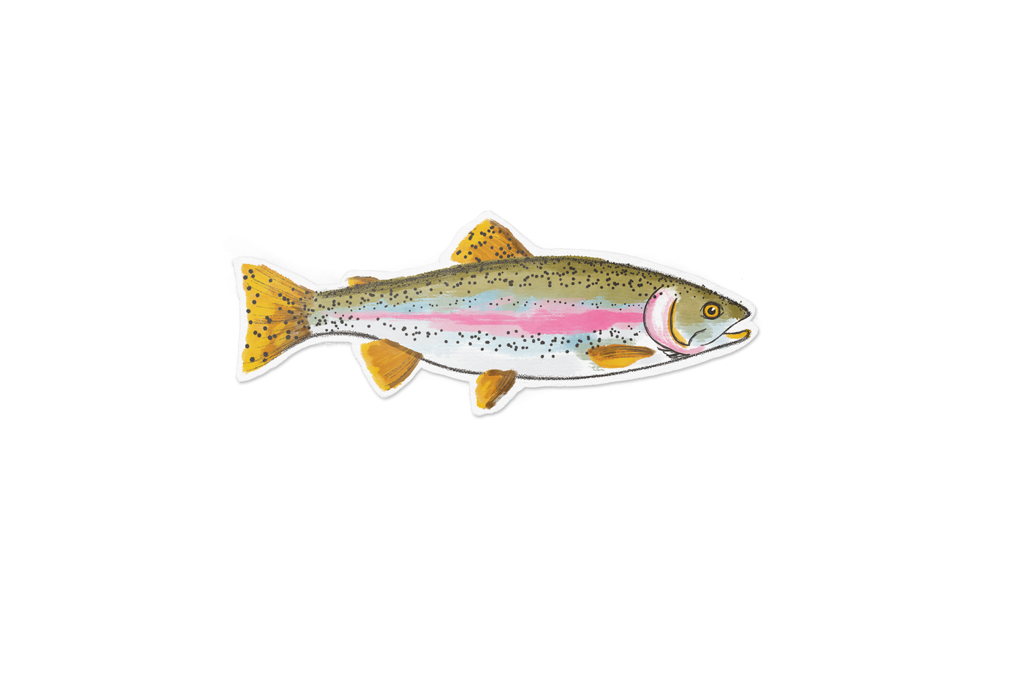 Rainbow Trout