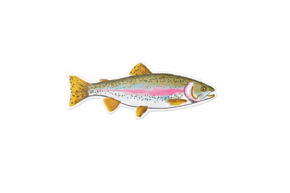 Rainbow Trout