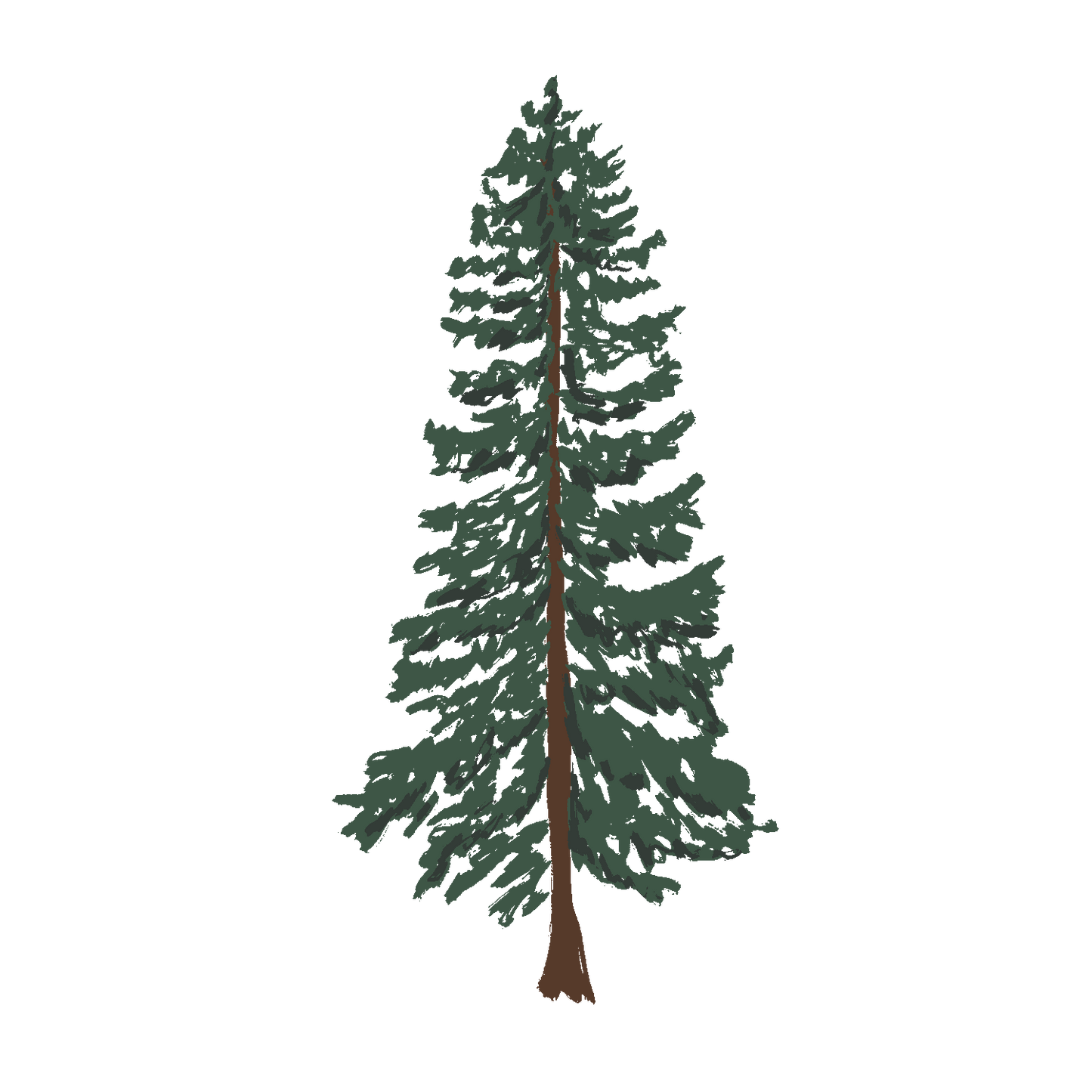 Western Cedar (Transparent)