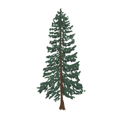 Western Cedar (Transparent)