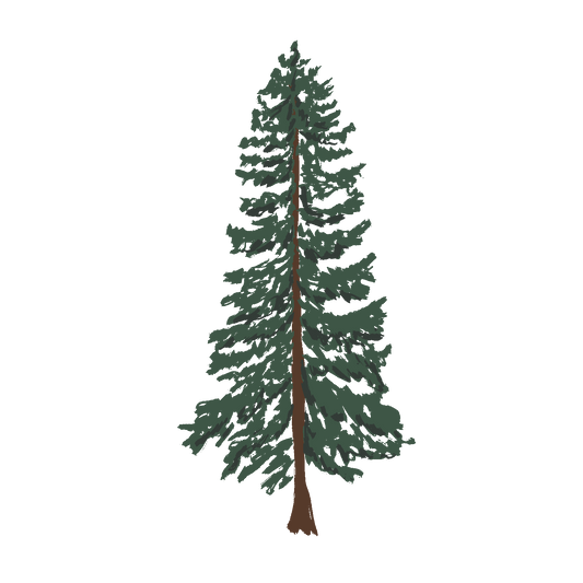 Western Cedar (Transparent)